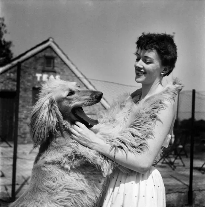 Framed Print : Woman with Afghan Hound. June 1953 D3358 Framed Print : Woman with Afghan Hound. June 1953 D3358