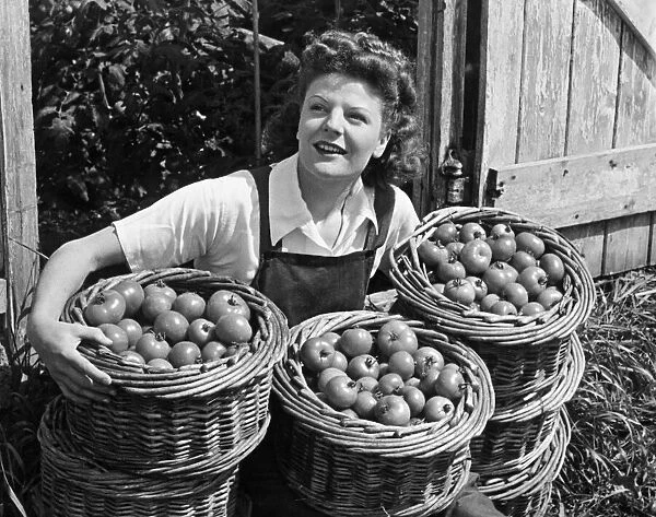 A woman on Austerity holiday give a hand in collecting the first tomato crop at North