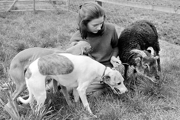 Woman feeding goat and dogs. 1960 C79-004