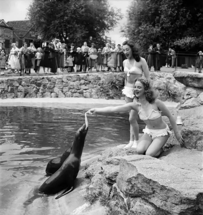 Framed Print : Woman feeding the seals at Chessington Zoo August1952 C3962 Framed Print : Woman feeding the seals at Chessington Zoo August1952 C3962