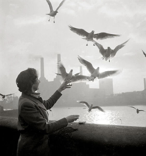 Woman feeds birds by the river Pigeons doves gulls water Riverside view
