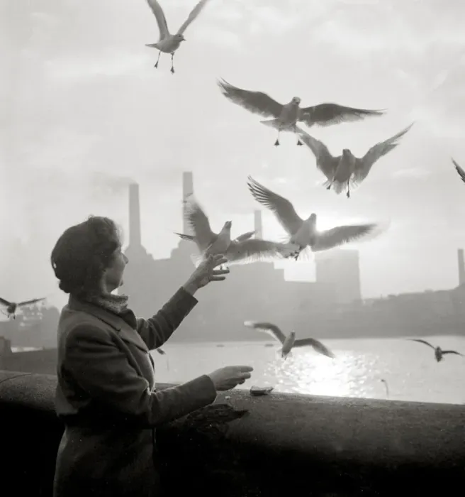 Framed Print : Woman feeds birds by the river Pigeons doves gulls water Riverside view