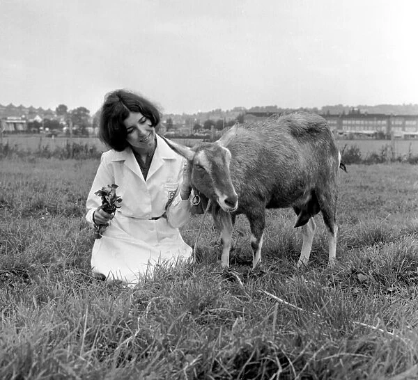 Woman in a field with a young goat. Circa 1955