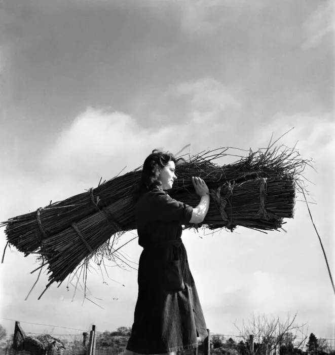 Framed Print : Woman gathering rushes at Billingford Mill. April 1947 O7524 Framed Print : Woman gathering rushes at Billingford Mill. April 1947 O7524