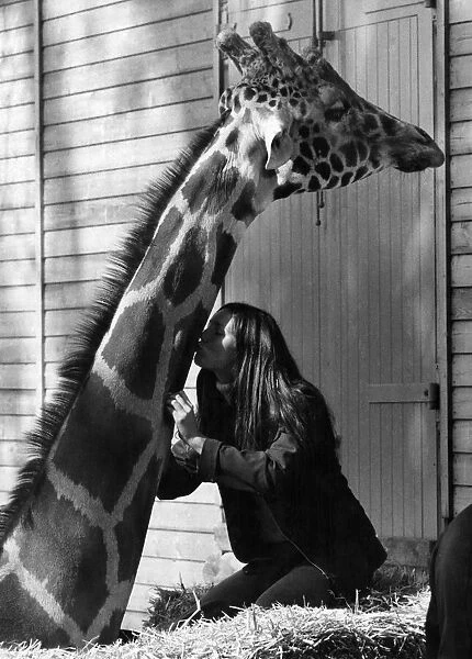Woman gives the big giraffe a kiss on the neck. September 1977 P011754