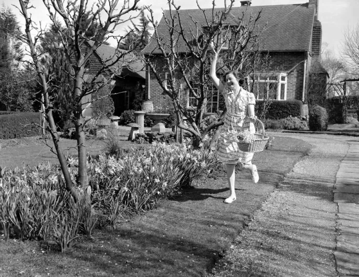 Framed Print : A woman leaping for joy with a basket full of daffodils picked from her garden on a Framed Print : A woman leaping for joy with a basket full of daffodils picked from her garden on a