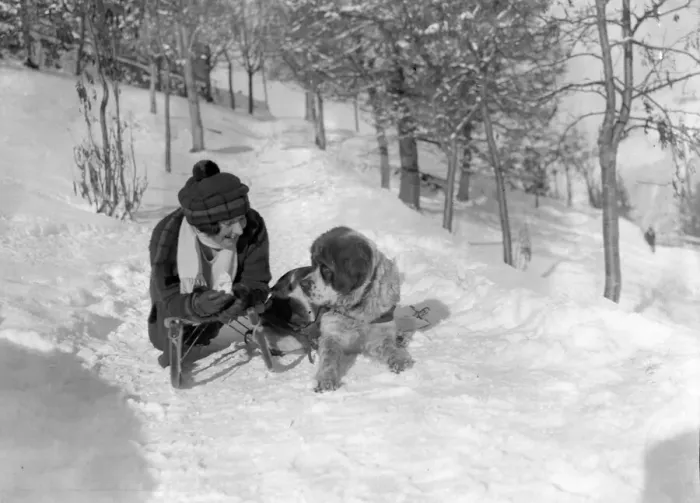 Framed Print : A woman with a luger sledge and a St Bernard dog near Murren in Switzerland February 1922 Framed Print : A woman with a luger sledge and a St Bernard dog near Murren in Switzerland February 1922