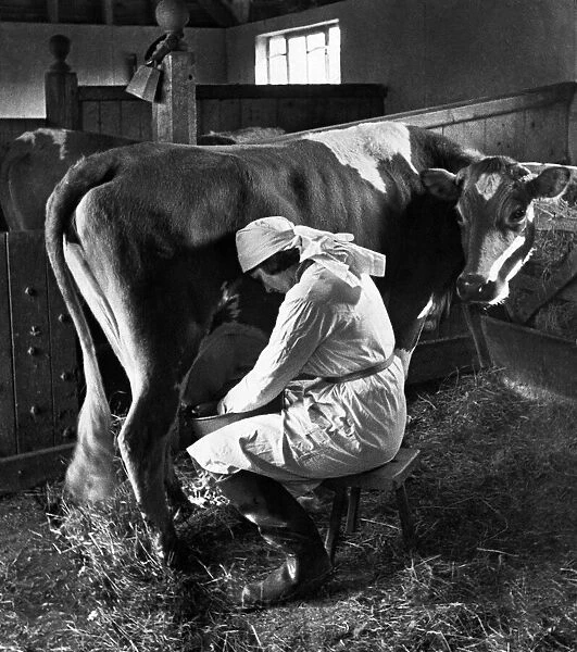 A woman milking a cow in the cattle shed at Maresfield, Sussex. May 1935