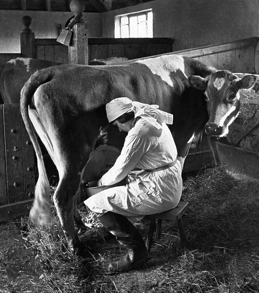 Woman milking cow, Maresfield, Sussex 24  /  05  /  1935