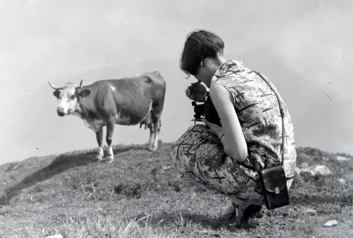 Framed Print : Woman photographing a cow at Schynige Platte in Switzerland August 1929 Framed Print : Woman photographing a cow at Schynige Platte in Switzerland August 1929