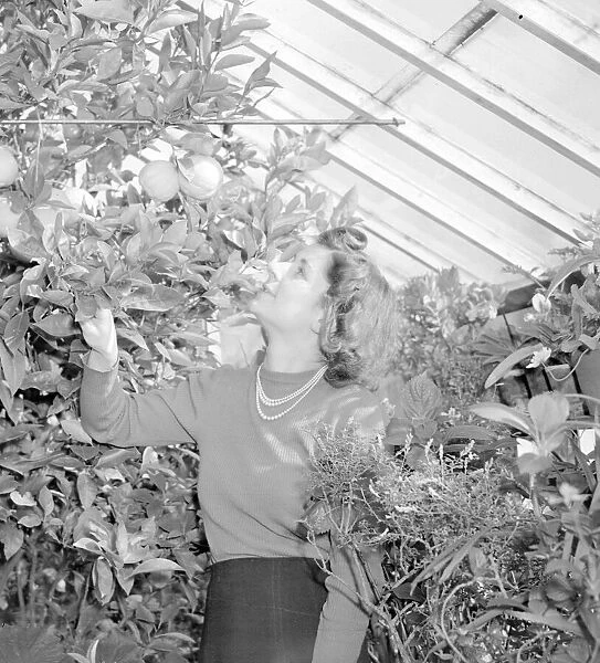 A woman picking fruit in Greenhouse Circa 1939