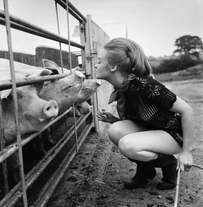 Framed Print : Woman with pig at her relatives farm. October 1969 Z10481-001