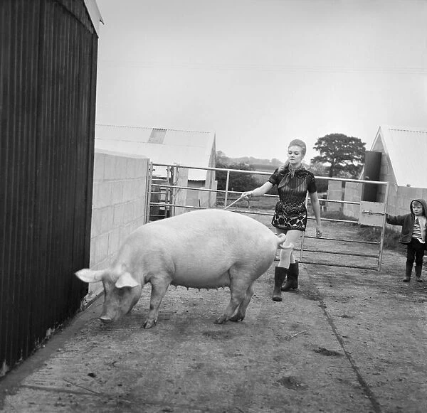 Woman with pig at her relatives farm. October 1969 Z10481-003