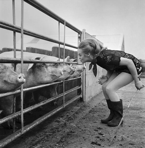 Woman with pig at her relatives farm. October 1969 Z10481-006