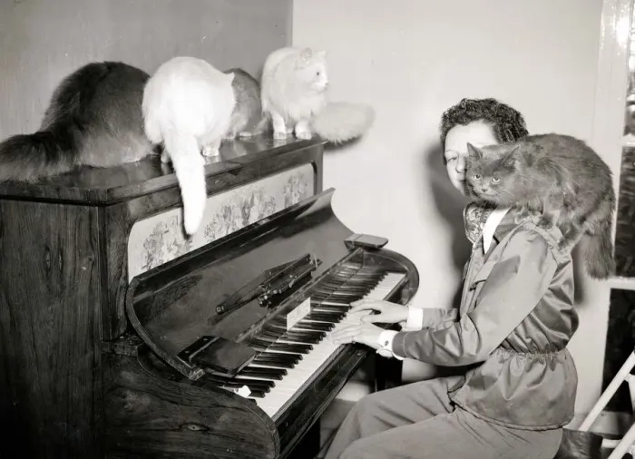 Framed Print : Woman playing the piano to cats of various breeds February 1954 Framed Print : Woman playing the piano to cats of various breeds February 1954