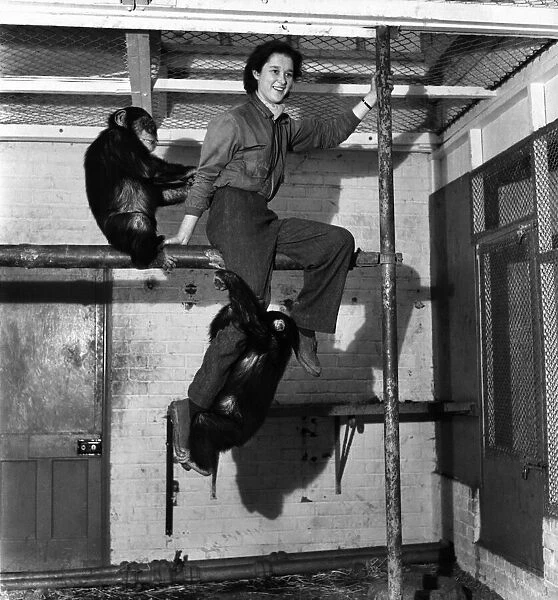 Woman sitting on a beam with chimps at Devon Zoo. February 1953 D722