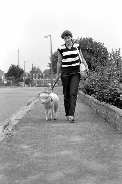 Woman walking Larry the lamb. June 1980