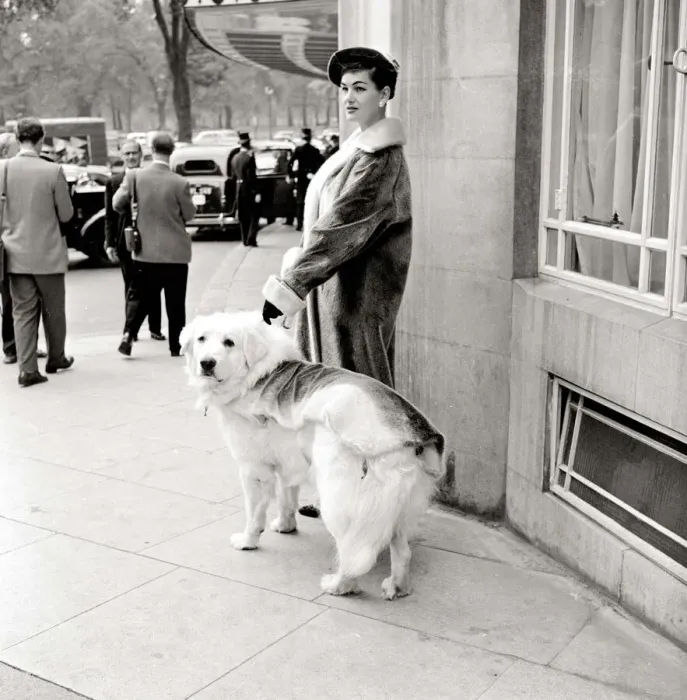 Framed Print : A woman wearing a fur coat with her pet golden retriever dog in London Framed Print : A woman wearing a fur coat with her pet golden retriever dog in London