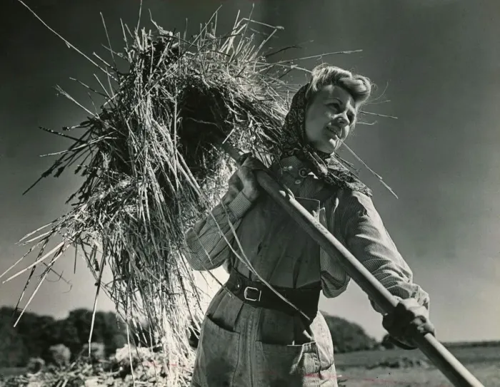 Framed Print : Woman working in the field, harvesting the crops wearing a headscarf Framed Print : Woman working in the field, harvesting the crops wearing a headscarf