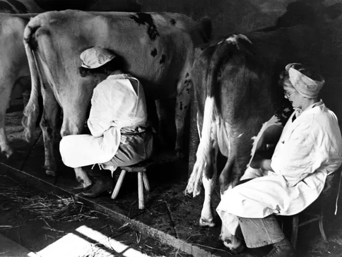 Framed Print : Womans Land Army Land Girls milking in Hertfordshire. c1945 Framed Print : Womans Land Army Land Girls milking in Hertfordshire. c1945