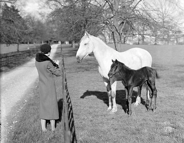 A women feeding a mare and her foal on the Sandringham estate Animals Horses