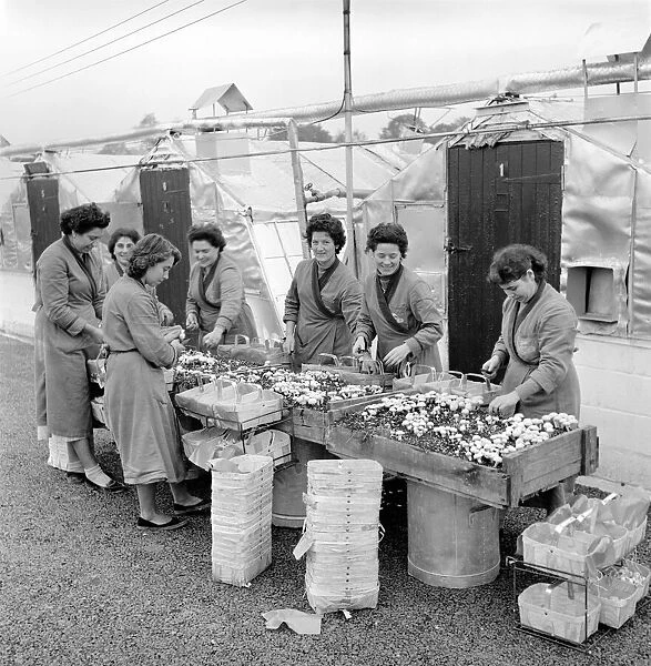 Women mushroom pickers. circa 1963