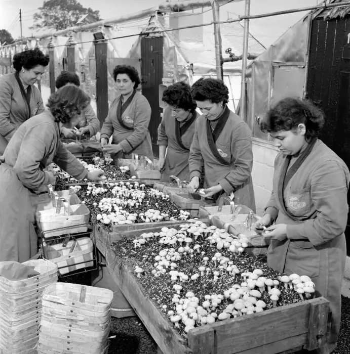 Framed Print : Women mushroom pickers. circa 1963 Framed Print : Women mushroom pickers. circa 1963