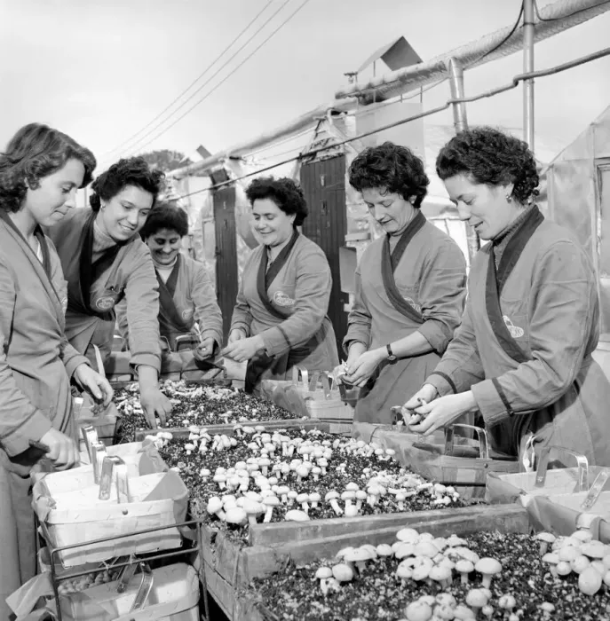 Framed Print : Women mushroom pickers. circa 1963