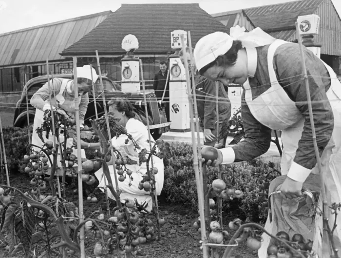 Framed Print : Women and nurses picking tomatoes in the garden of a petrol filling station