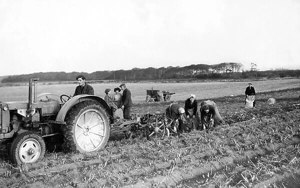 Women potato or tattie pickers following in the path of the mechanical digger on Avenue