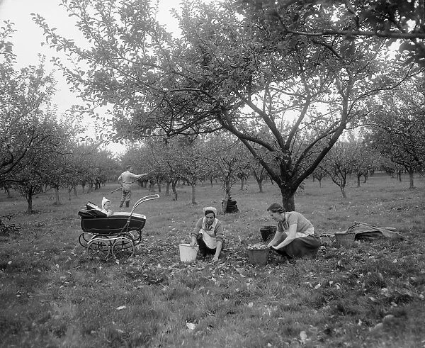 Two women watched by a baby collect apples for the Bulmers Cider Mill near Hereford