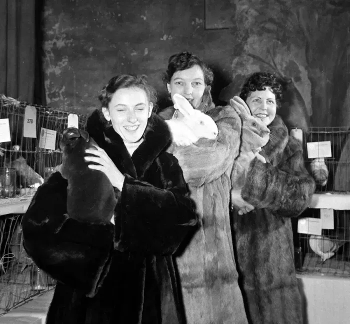 Framed Print : Women wearing fur coats and holding new Zealand white rabbits