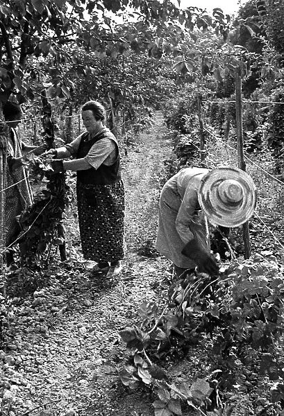 Two women working in a vineyard on a farm in England, circa 1938