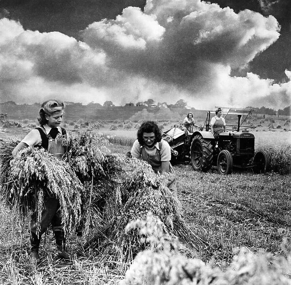 Womens land army harvesting oats. August 1941 P003941