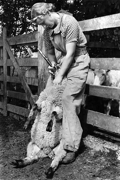 Womens Land Army. Miss Williams give a pill through a tube to a sheep. August 1941