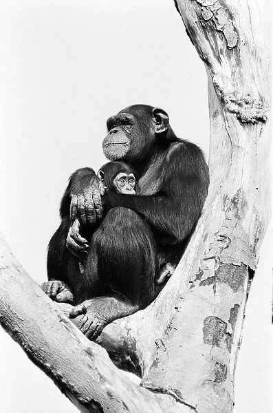 Wonder the baby Chimpanzee seen here with his mother at the Chimpanzee breeding centre at