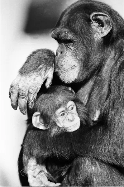 Wonder the baby Chimpanzee seen here with his mother at the Chimpanzee breeding centre at