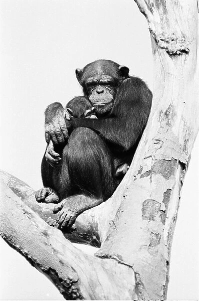 Wonder the baby Chimpanzee seen here with his mother at the Chimpanzee breeding centre at