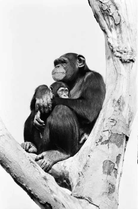 Framed Print : Wonder the baby Chimpanzee seen here with his mother at the Chimpanzee breeding centre