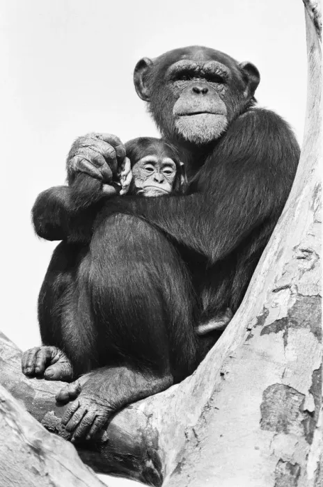 Framed Print : Wonder the baby Chimpanzee seen here with his mother at the Chimpanzee breeding centre
