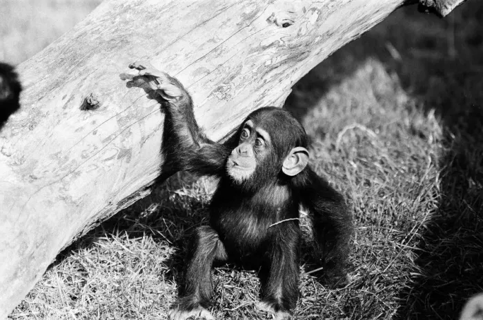 Framed Print : Wonder the baby Chimpanzee seen here with his mother at the Chimpanzee breeding centre