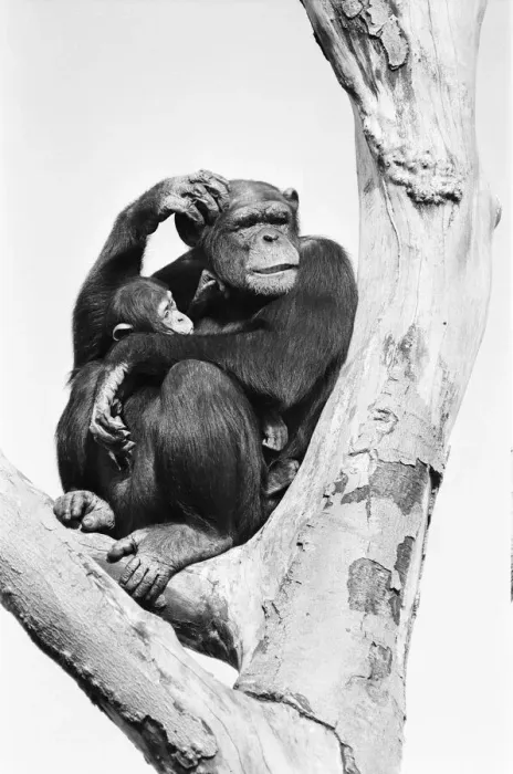 Framed Print : Wonder the baby Chimpanzee seen here with his mother at the Chimpanzee breeding centre