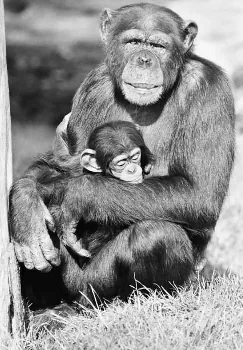 Framed Print : Wonder the baby Chimpanzee seen here with his mother at the Chimpanzee breeding centre