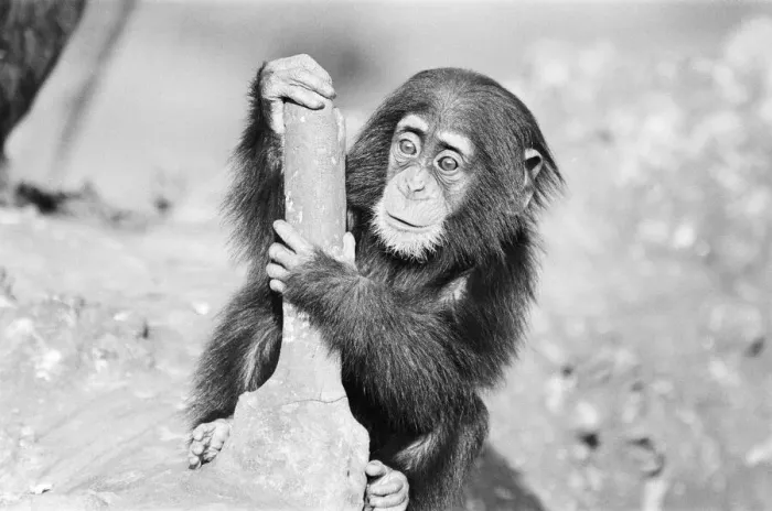 Framed Print : Wonder the baby Chimpanzee seen here with his mother at the Chimpanzee breeding centre