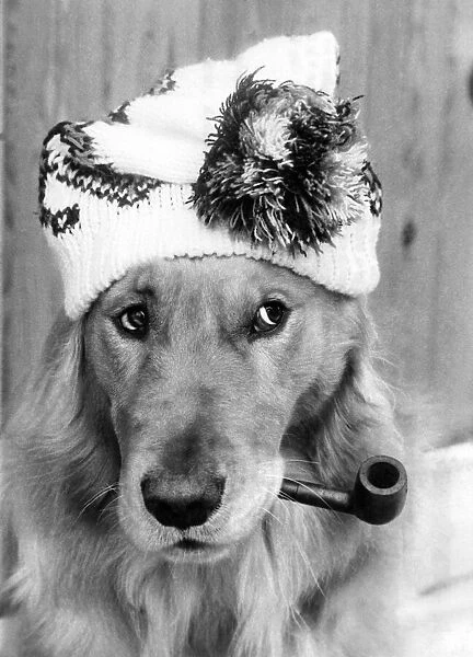 Woolly... for Monty, the waggish pipe-dog with an eye for the weather