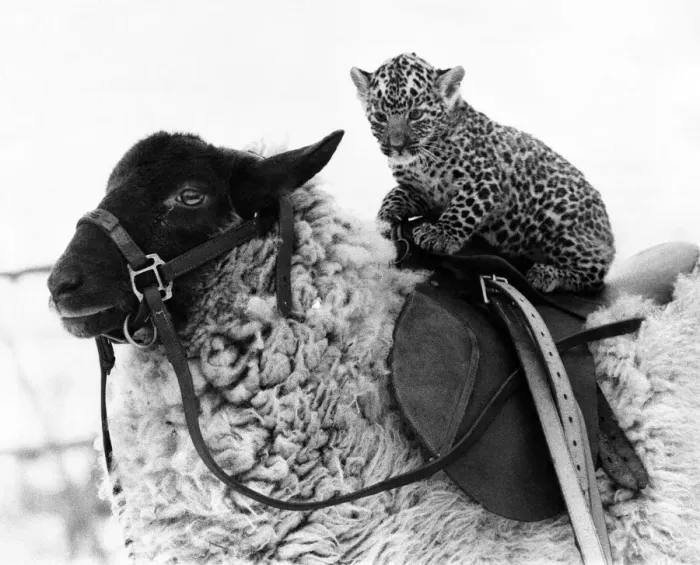 Framed Print : The woolly winter favourites: At Southam Zoo in Warwickshire this year Framed Print : The woolly winter favourites: At Southam Zoo in Warwickshire this year