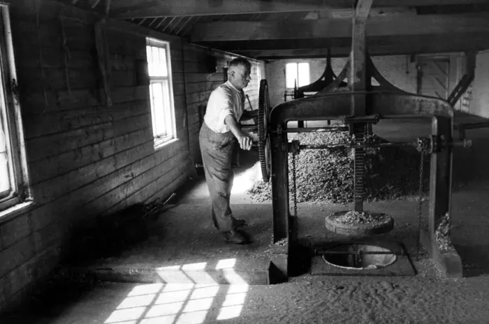Framed Print : At work in the hops houses at the press -September 1935 Hops picking in Whitheads