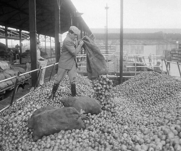 Worker emptying sacks of apples at H. P Bulmers and Co. Ltd. November 1958