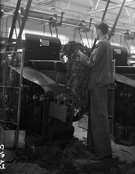 Worker feeding tobacco leaf in to a machine at the start of the cigarette manufacture in