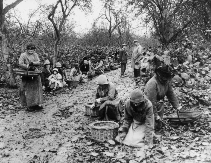 Framed Print : Workers collecting Kent cob nuts which have fallen from the trees to the ground Framed Print : Workers collecting Kent cob nuts which have fallen from the trees to the ground